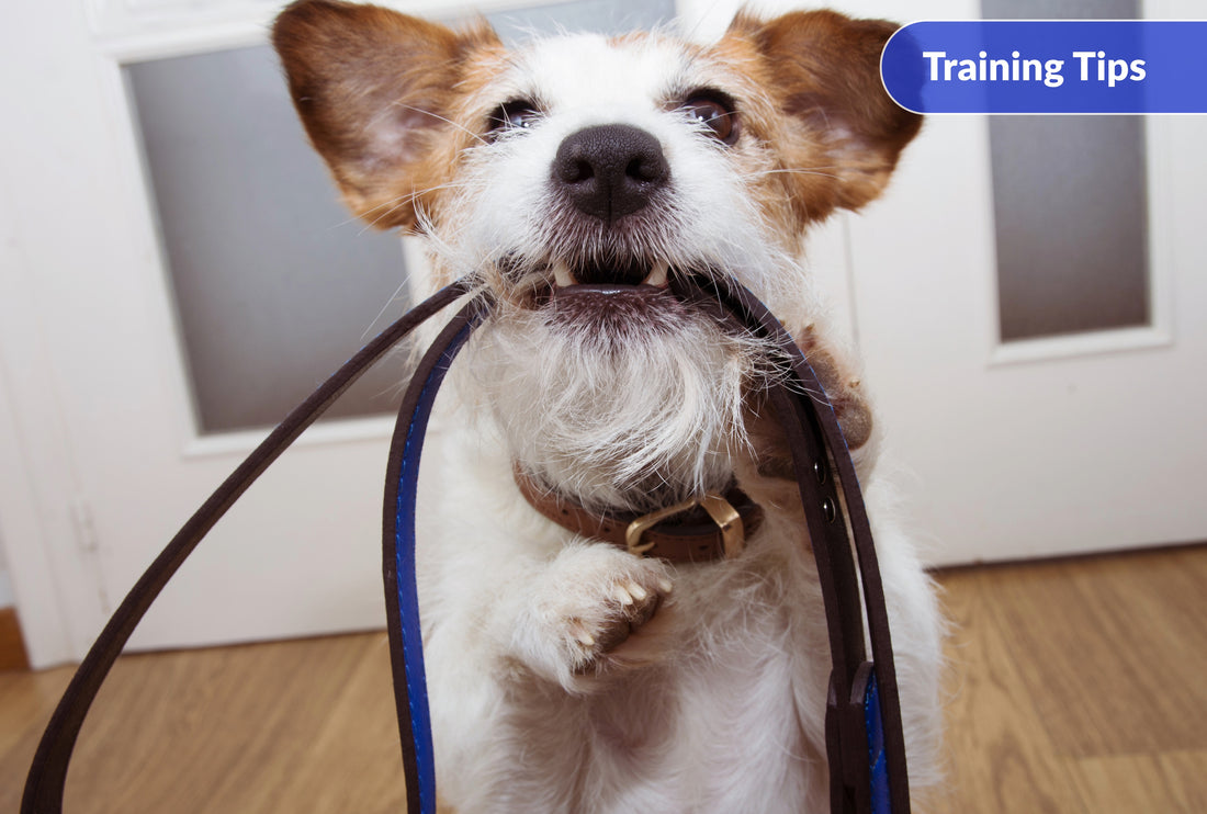 Things to Know Before Training with Your Dog