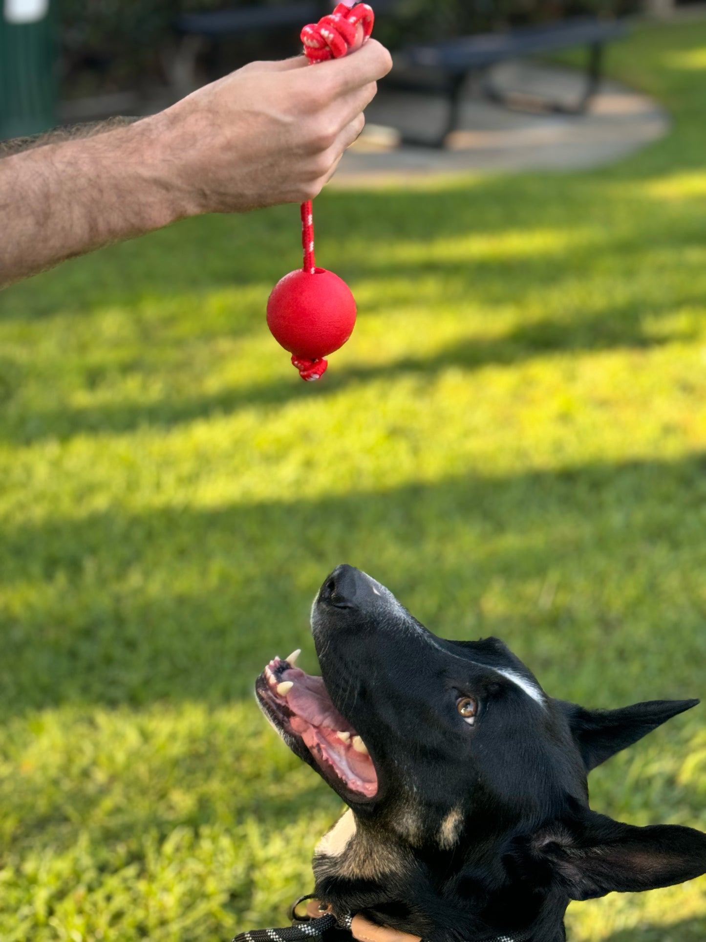 Ball with Rope