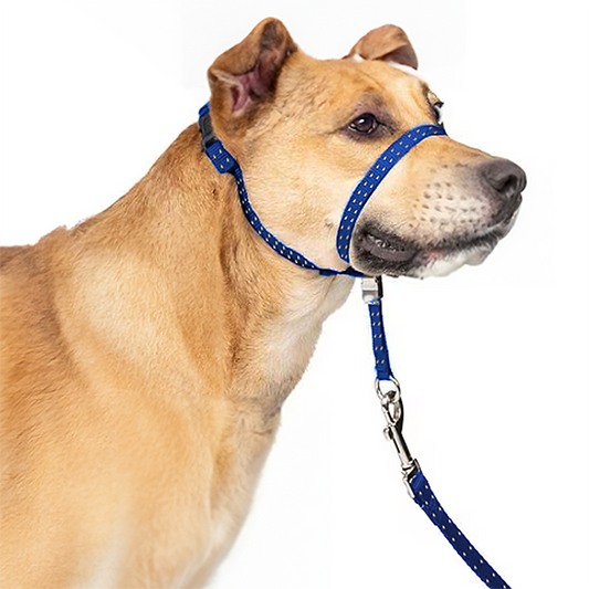 Headcollar for Dogs