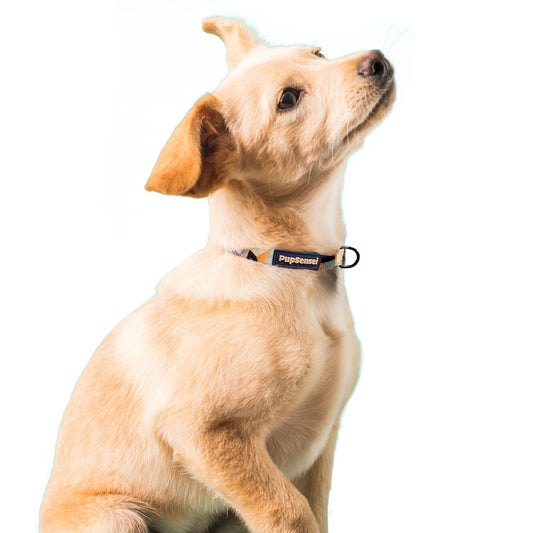 Buckle Collar and Leash Set